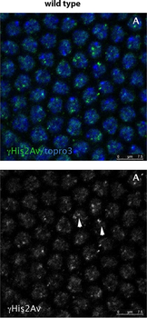 Histone H2AvD pS137 antibody