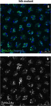 Histone H2AvD pS137 antibody
