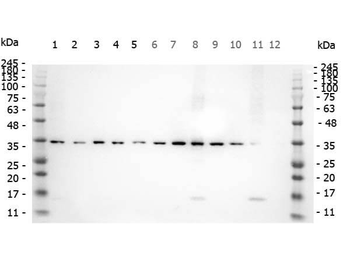 SMAD3 (phospho-S423) antibody