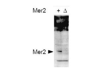 Mer2 (phospho-S30) antibody