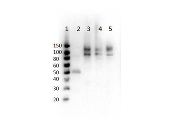 Cenexin-1 (phospho-S796) antibody