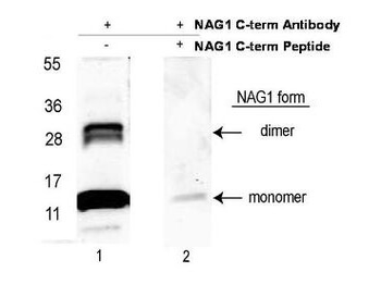 NAG-1 antibody