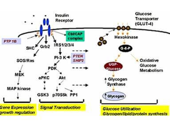 Muscle Glycogen Synthase (phospho-S641) antibody