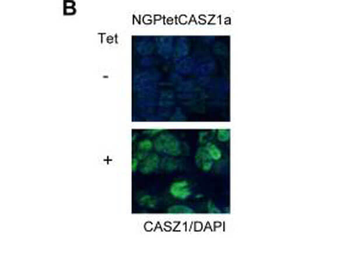 CASZ1 antibody