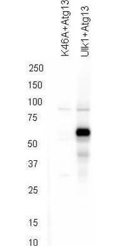 ATG13 (phospho-S318) antibody