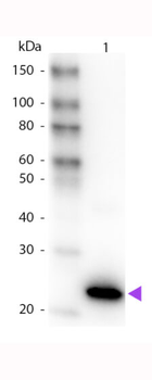 GFP antibody (Peroxidase)