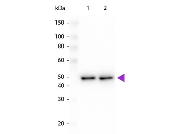 DYKDDDDK antibody (Peroxidase)