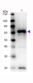 MYC Epitope Tag antibody (Biotin)
