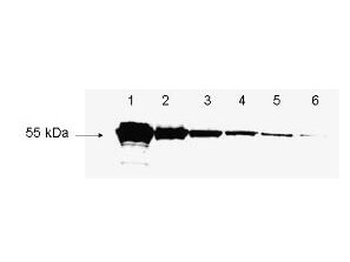 DYKDDDDK antibody (Biotin)