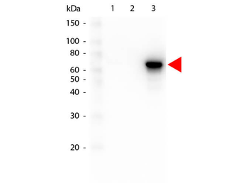 AKT3 Western Chemiluminescent Blotting Kit Antibody