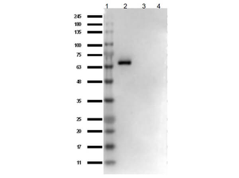 AKT1 Western Chemiluminescent Blotting Kit Antibody