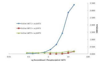 AKT1 antibody