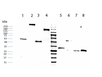 Human IgG Fc Antibody