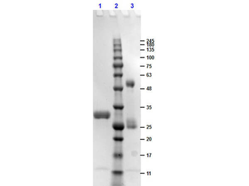 Human IgG Fc Antibody