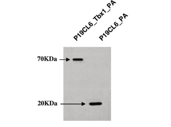 Human IgG Fc Antibody