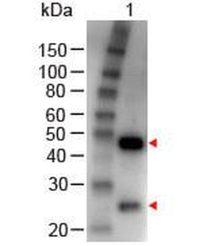 GOAT IgG (H&L) antibody (Peroxidase)