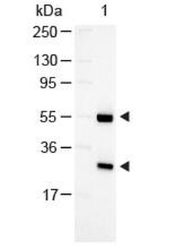 GOAT IgG (H&L) antibody (Alkaline Phosphatase)