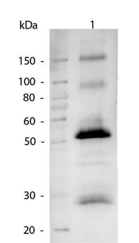 Human IgG (H&L) antibody (Alkaline Phosphatase)