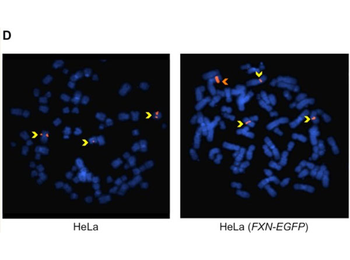 Mouse IgG (H&L) Antibody Rhodamine Conjugated Pre-Adsorbed