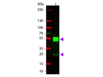 Mouse IgG (H&L) Antibody Rhodamine Conjugated Pre-Adsorbed