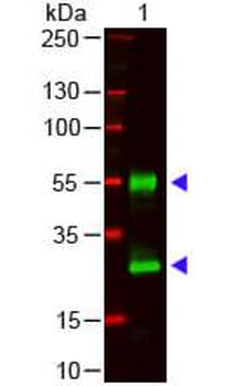 Mouse IgG (H&L) antibody