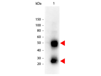 Mouse IgG (H&L) antibody (Peroxidase)