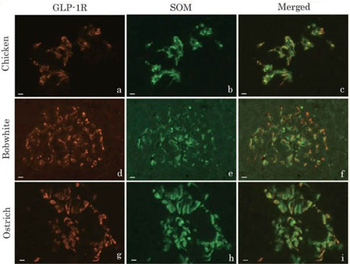 Rabbit IgG (H&L) Antibody Rhodamine Conjugated Pre-Adsorbed