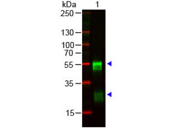RABBIT IgG (H&L) antibody