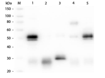 Rabbit IgG (H&L) antibody (RPE)