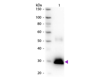Rabbit IgG F(c) antibody (Peroxidase)