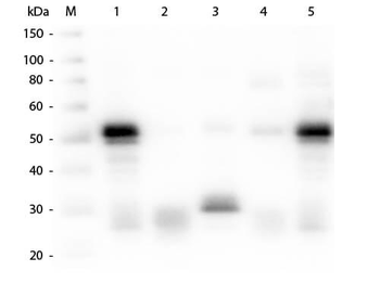 Rabbit IgG (H&L) antibody (Alkaline Phosphatase)