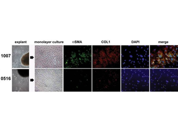 Rabbit IgG (H&L) antibody (Biotin)