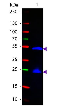 Rat IgG (H&L) antibody (FITC)