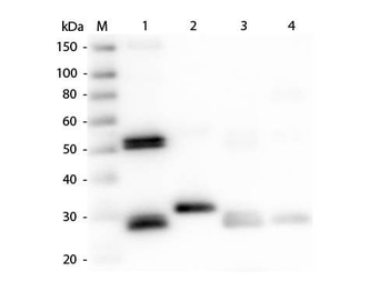RAT IgG (H&L) antibody (Peroxidase)