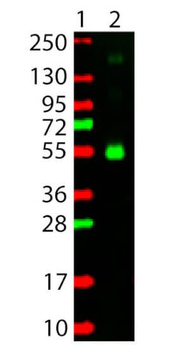 Monkey IgG (gamma chain) antibody (TRITC)