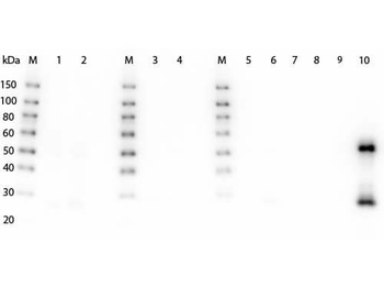 F(ab')2 Mouse IgG (H&L) antibody (Peroxidase)
