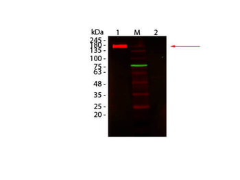 Blocking Buffer For Fluorescent Western Blotting