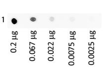 Blocking Buffer For Fluorescent Western Blotting 3-Pack