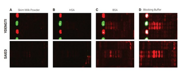 Blocking Buffer For Fluorescent Western Blotting