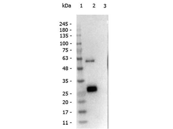 Llama IgG1 antibody