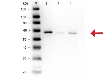 AKT pS473 antibody