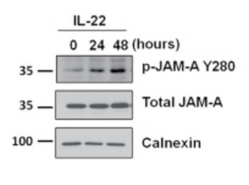 JAM A pY280 antibody