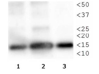 Histone H3 K4me1/pT3 antibody