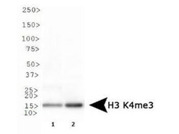 Histone H3 K4me3 antibody