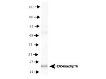 Histone H3 K4me3/pT6 antibody