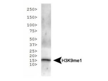 Histone H3 K9me1 antibody