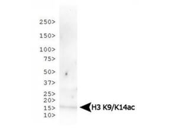 Histone H3 K9ac/K14ac antibody