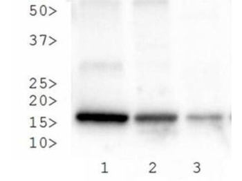 Histone H3 K27me3/pS28 antibody