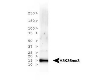 Histone H3 K36me3 antibody