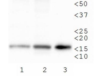 Histone H3 K79Me3 antibody